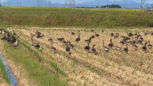 渡り鳥が帰ってくる