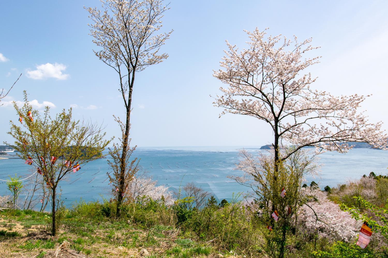 海の見える命の森