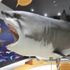 【Shark Museum】