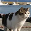 Tashirojima Cats Island